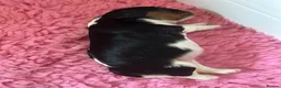 Cavalier King Charles Spaniel dogs for sale: Kc Reg’d, health tested female Cavalier pups - Advert 12