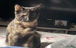 Bombay cats for sale: Girl black short hair cats  - Image 2