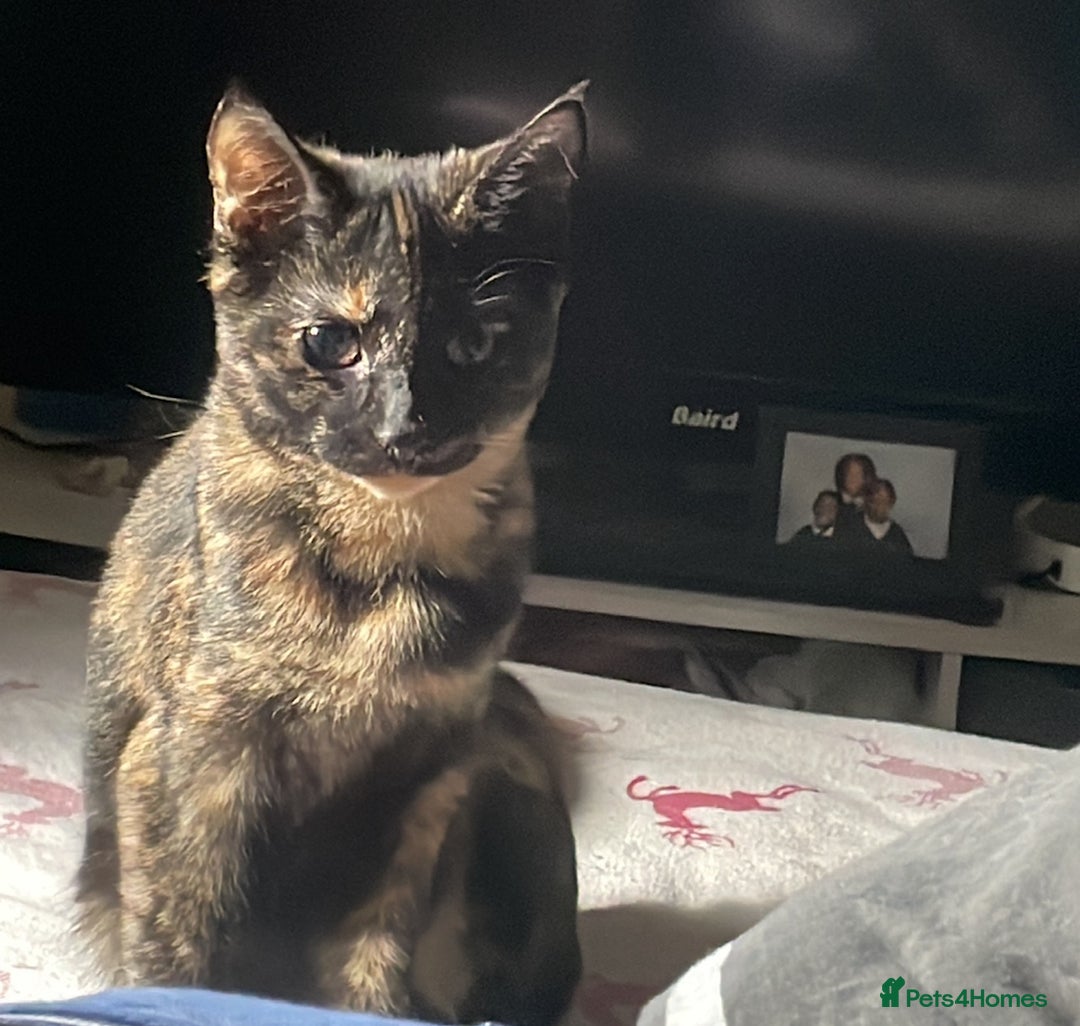 Bombay cats for sale: Girl black short hair cats  - Image 2