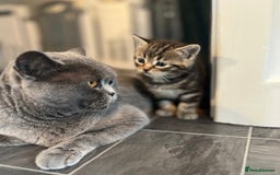 Mixed Breed cats for sale: kittens ready to go - Image 7