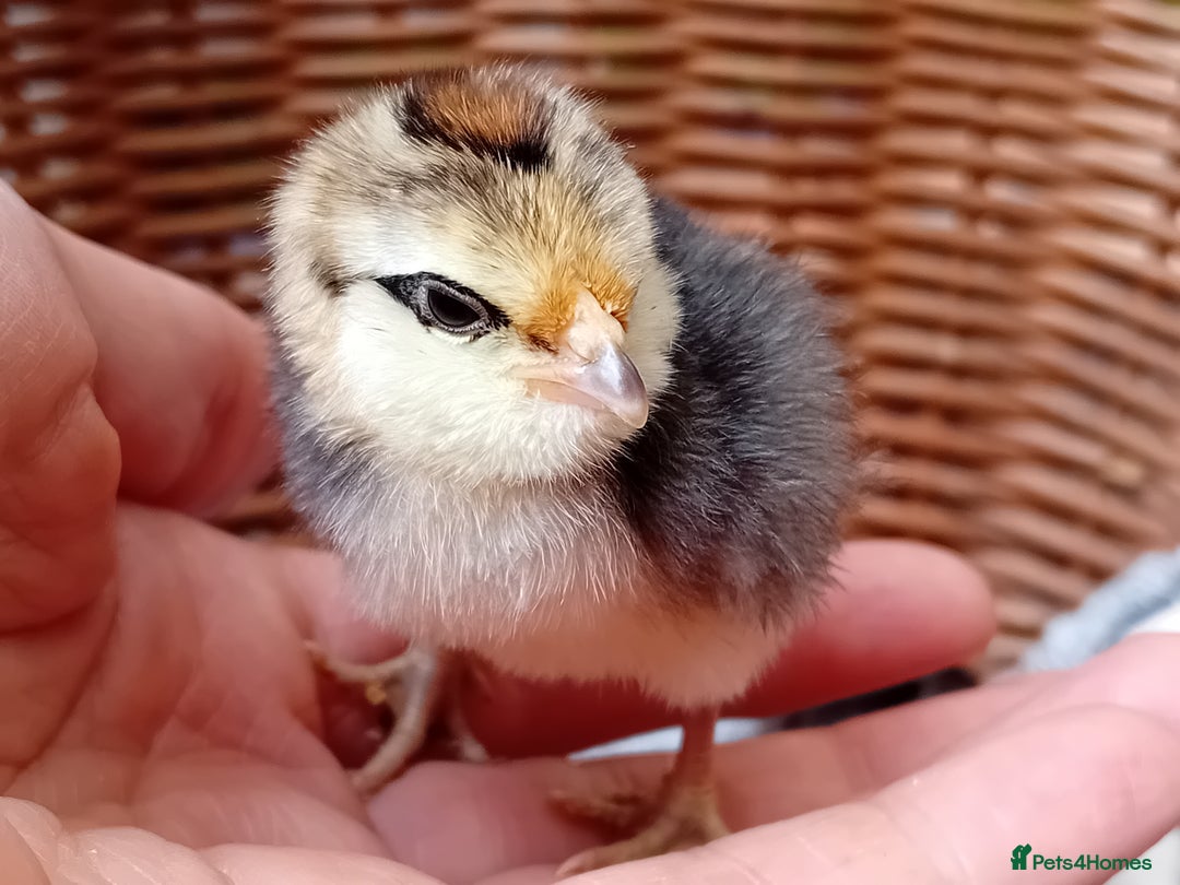 Chickens poultry for sale: Sweet Little Barbu d’Anvers Chicks Now Available - Image 27
