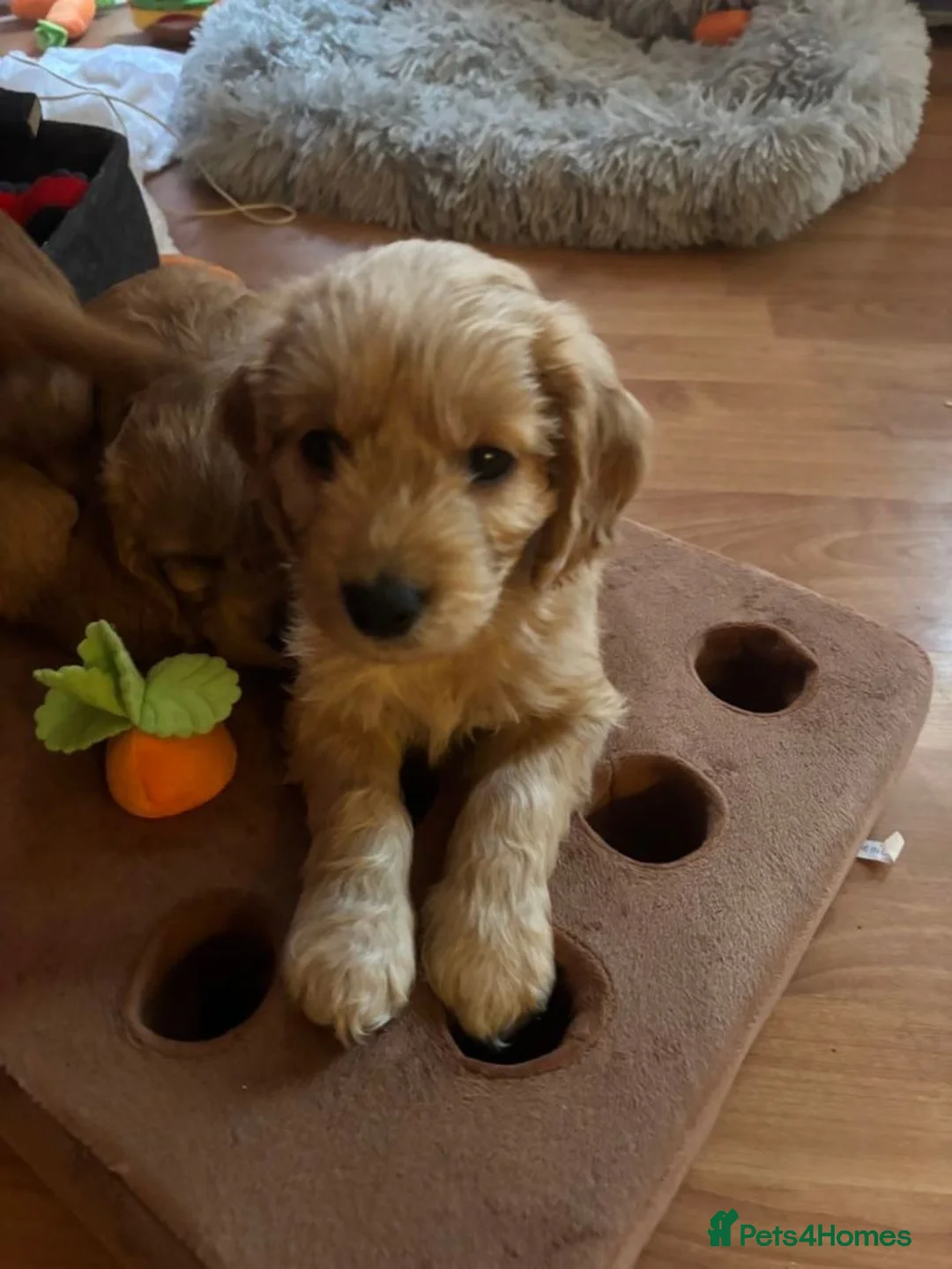 Cockapoo dogs for sale: Gorgeous Cockapoo Puppies Seeking Loving Families - Advert 2