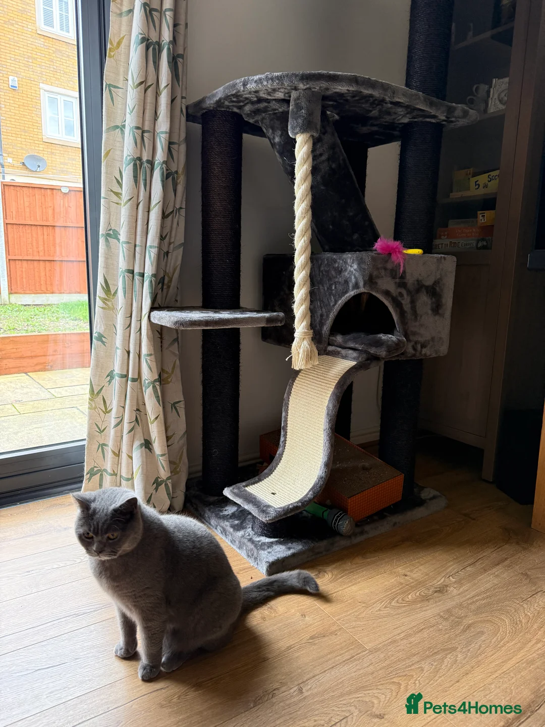 Brazilian Shorthair cats for sale: 2 BSH - Advert 8