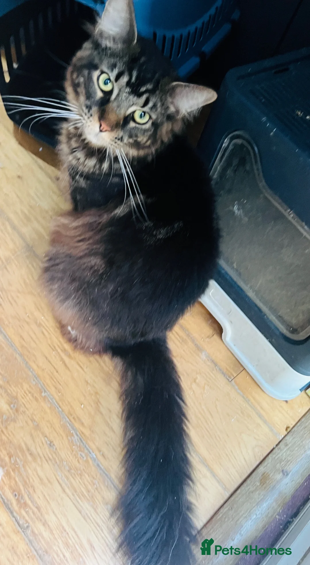 Maine Coon cats for sale: Large Maine coon  - Advert 5