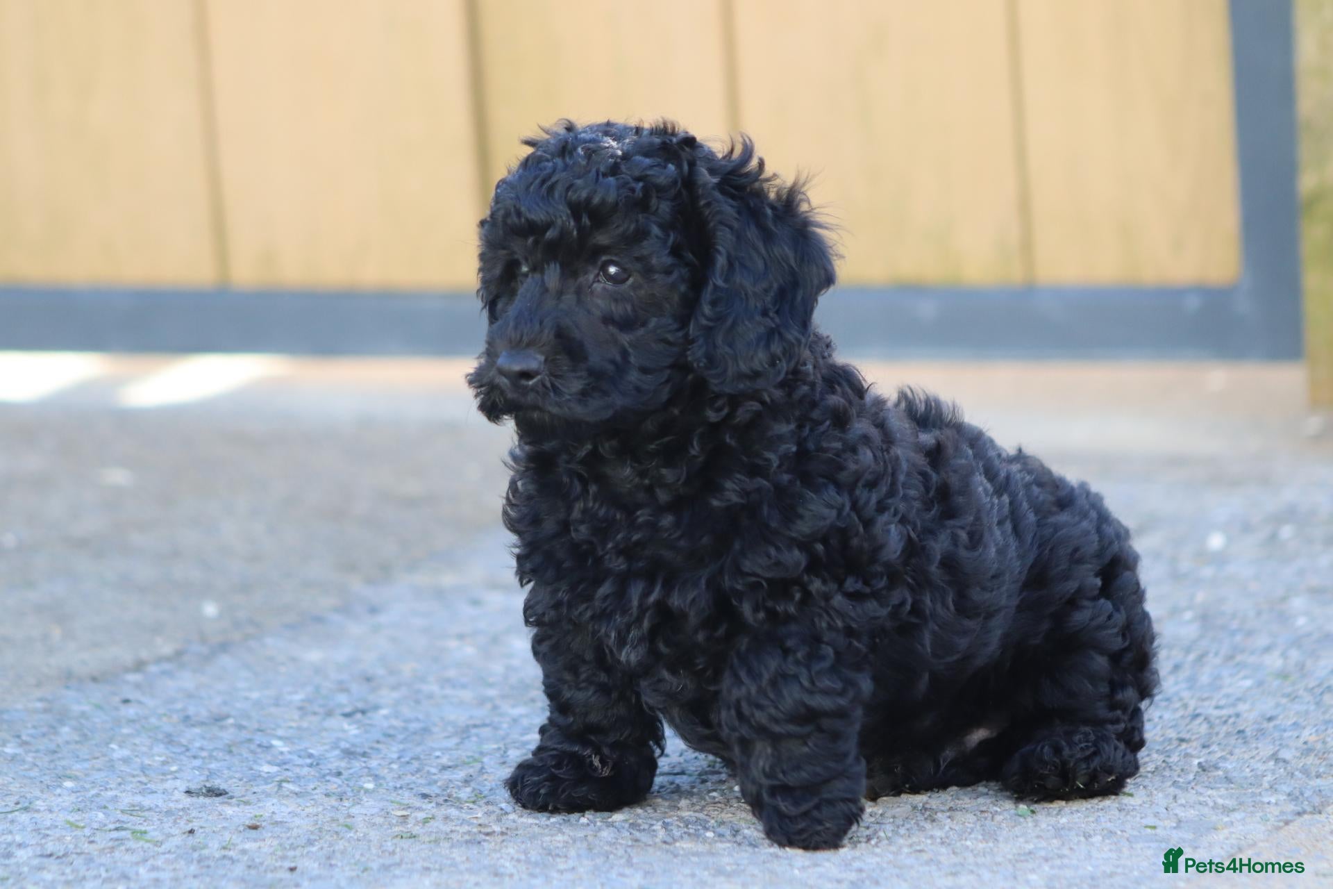 Cavapoochon dogs for sale: Beautiful Cavapoochon puppies for sale - Advert 2