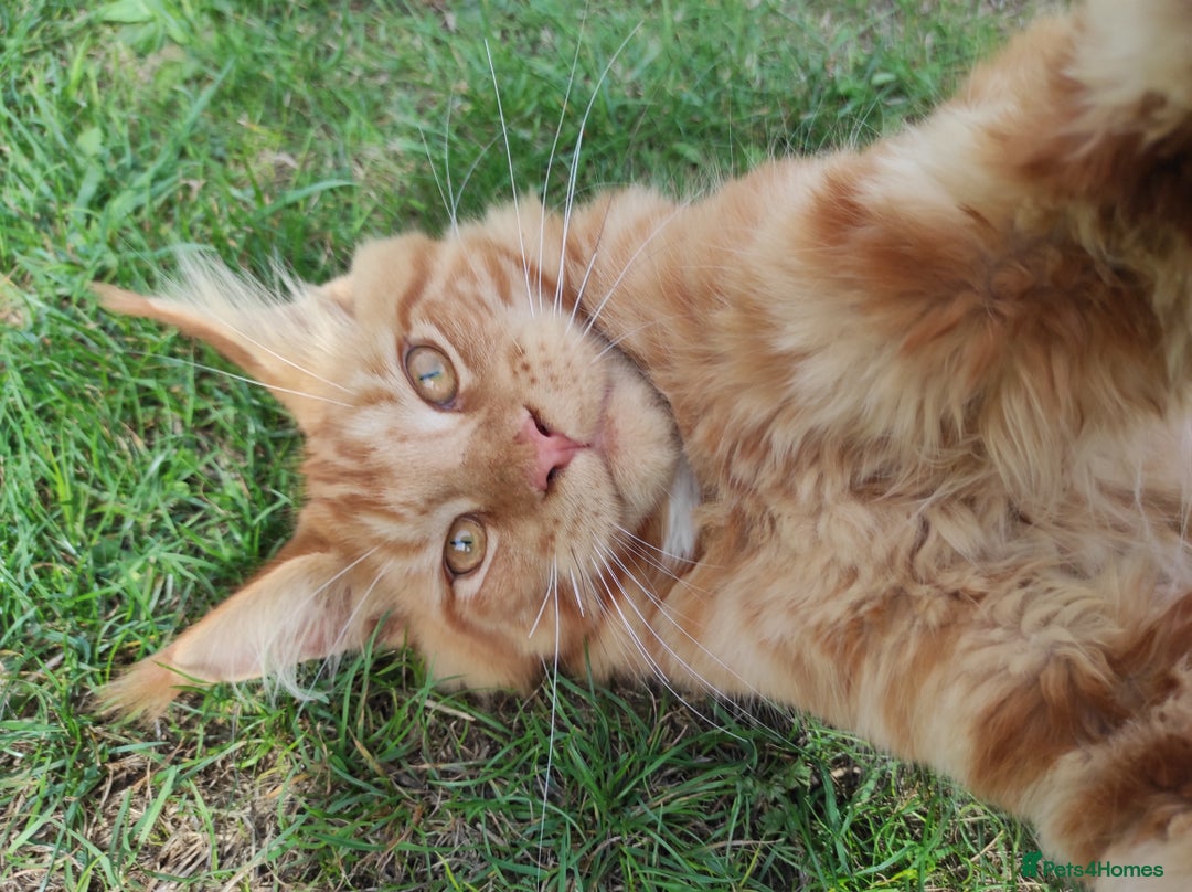 Maine Coon cats for sale: Maine Coon kittens  in Rushden - Image 11