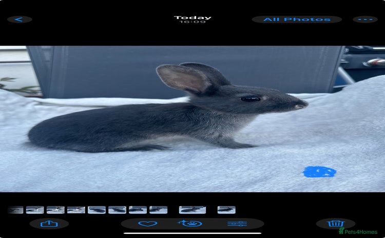 English Spot rabbits - Advert 3