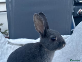 English Spot rabbits for sale - Advert 1