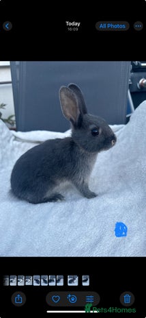 English Spot rabbits - Advert 1