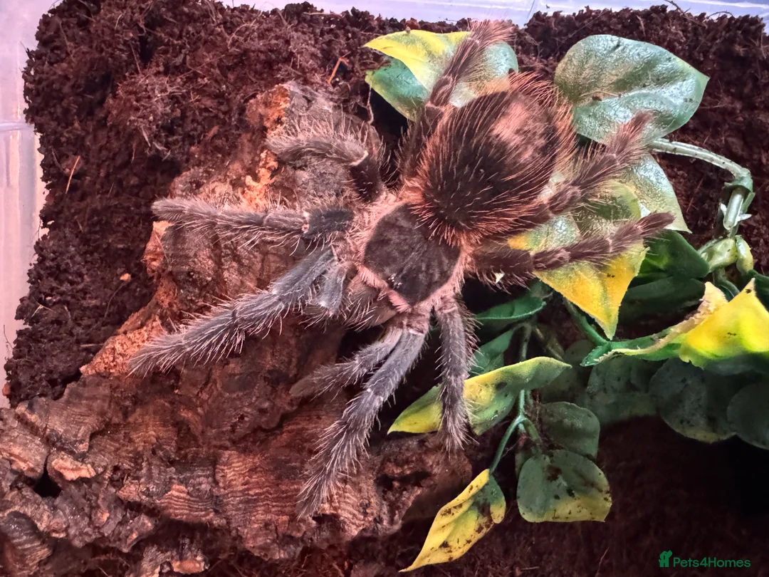 Tarantulas invertebrates for sale: Brazilian salmon pink bird-eating tarantula - Advert 1