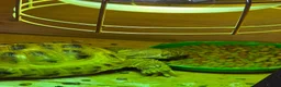 Hermann Tortoise reptiles for sale: Hermann tortoise  in Barnsley - Advert 7