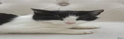 Mixed Breed cats for sale: Orio cute in Ilford - Advert 4