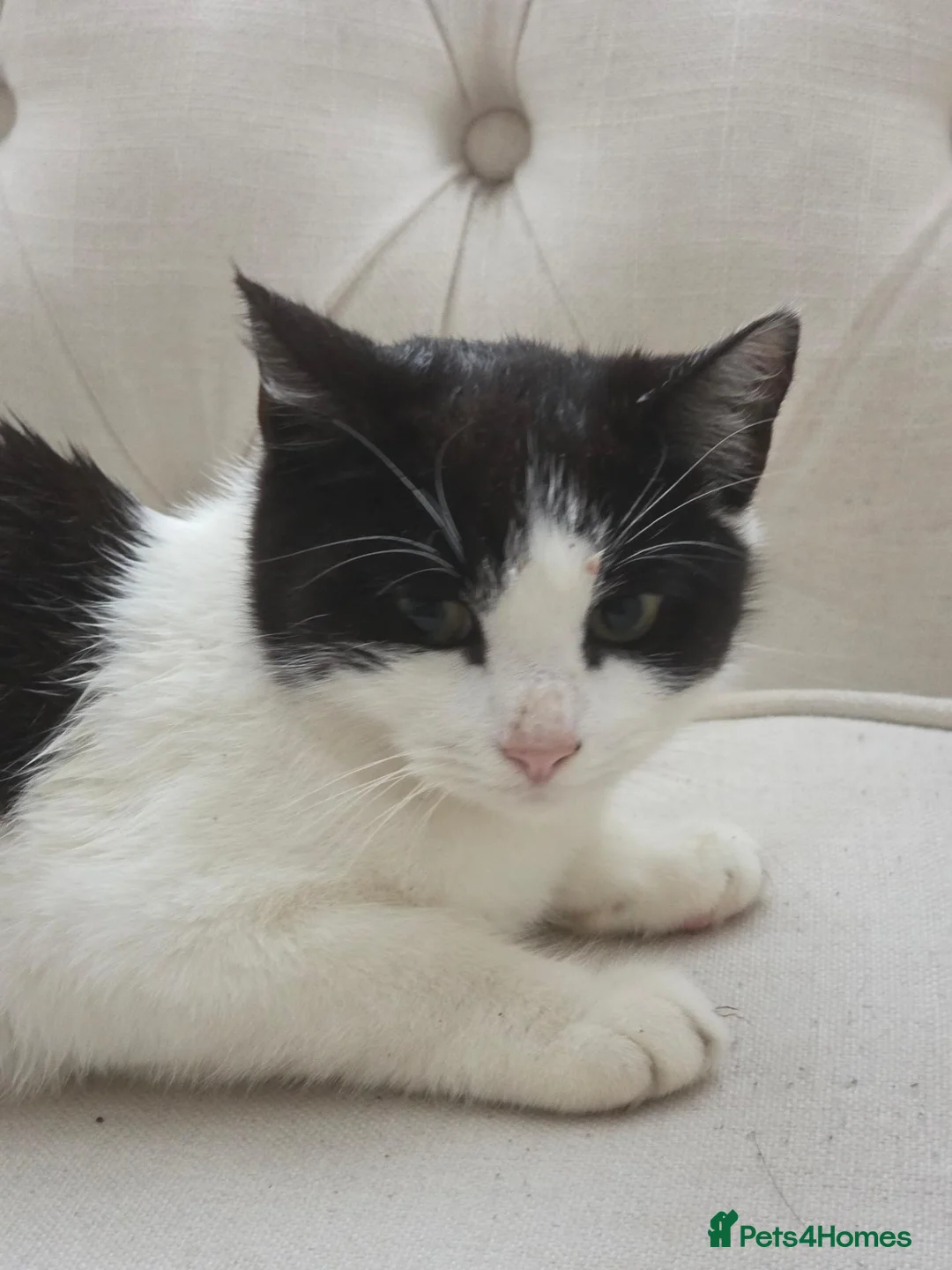 Mixed Breed cats for sale: Orio cute in Ilford - Advert 4