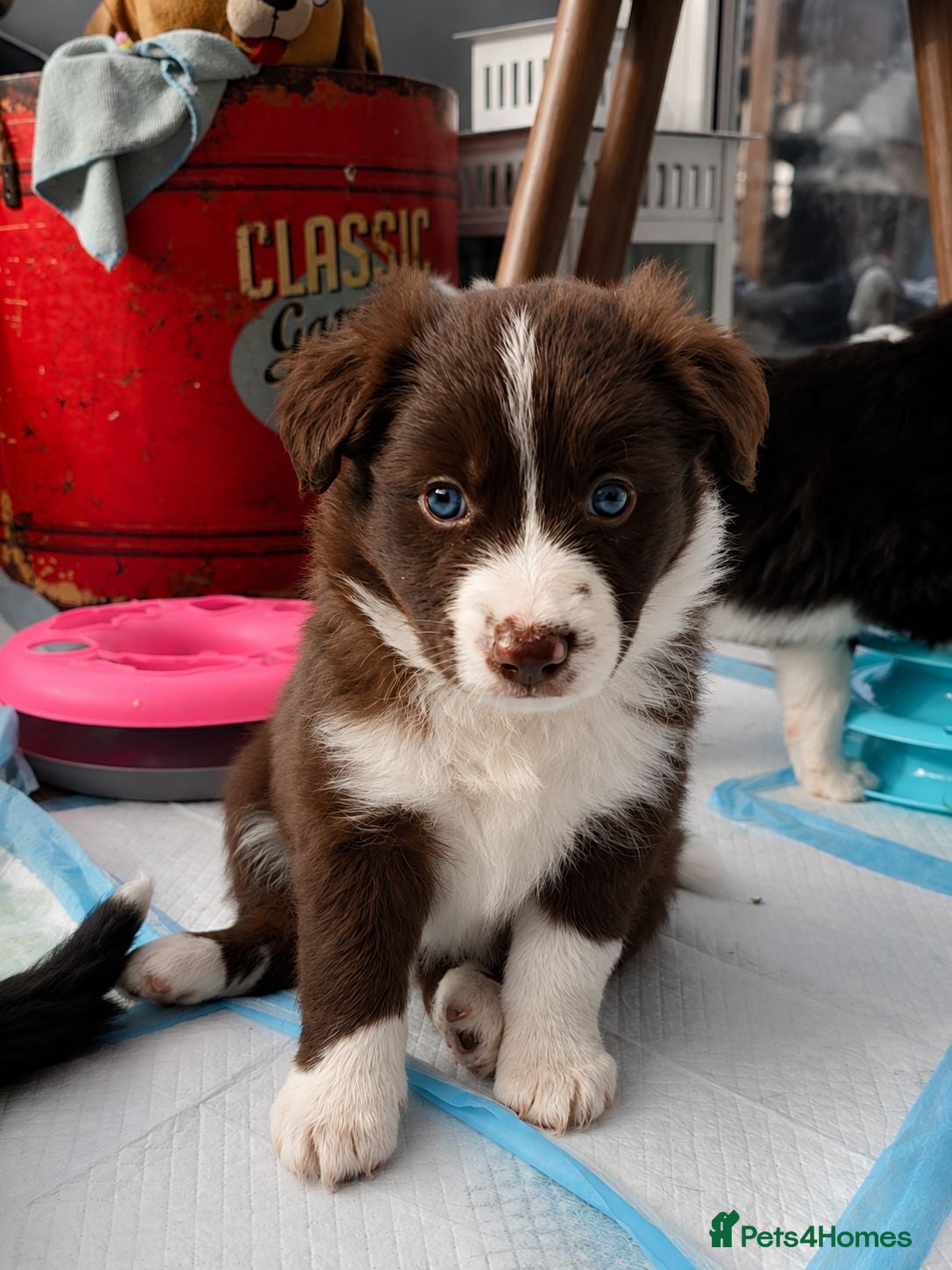 Border Collie dogs BORDER COLLIE PUPPIES – BEAUTIFUL LITTER OF 9  - Advert 6