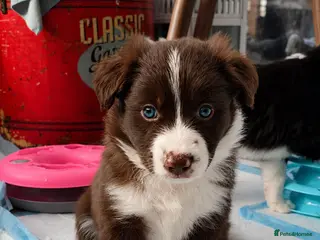 Border Collie dogs BORDER COLLIE PUPPIES – BEAUTIFUL LITTER OF 9 - Advert 6