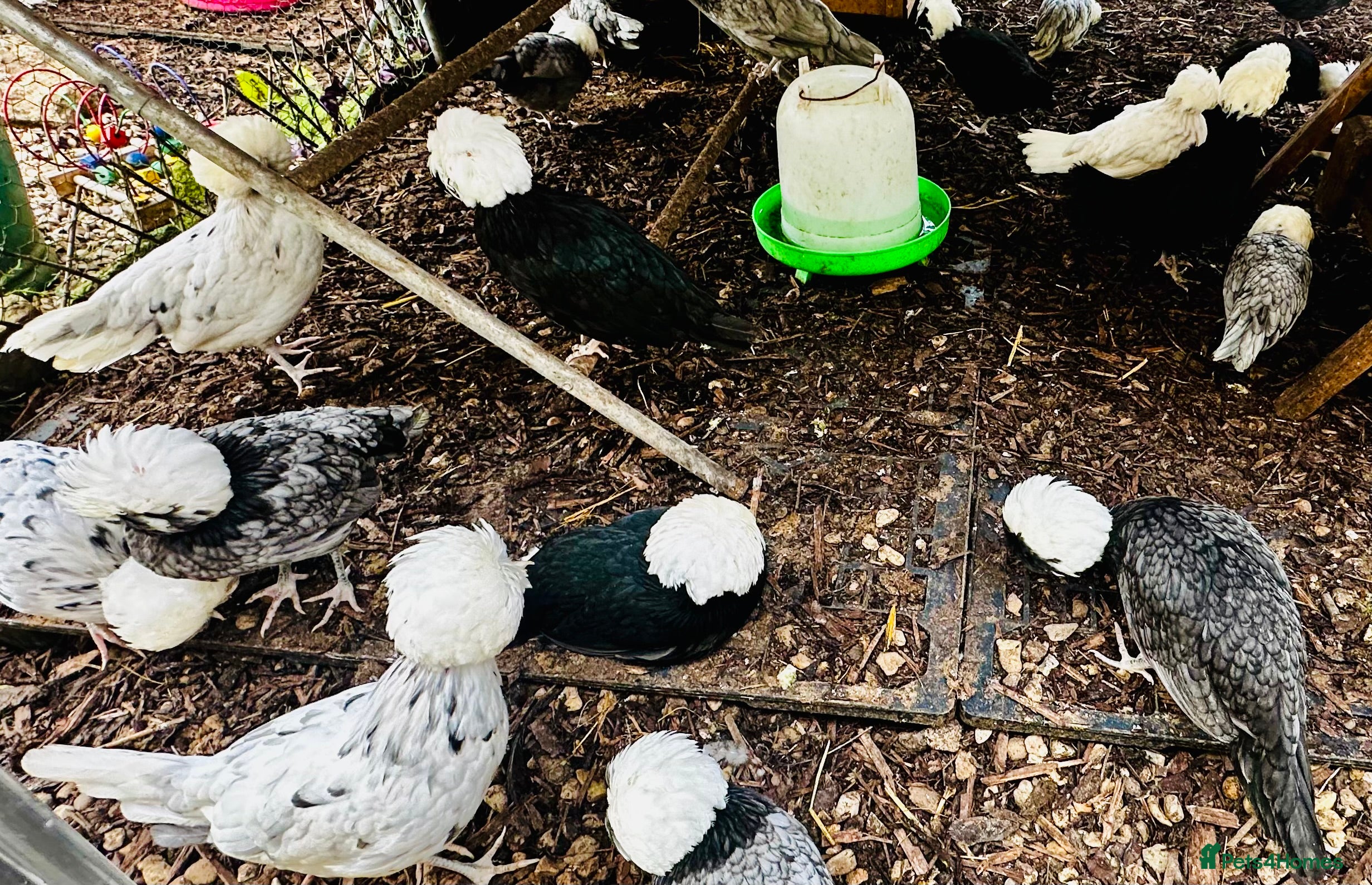 Chickens poultry Polish Hens - POINT OF LAY - Advert 1