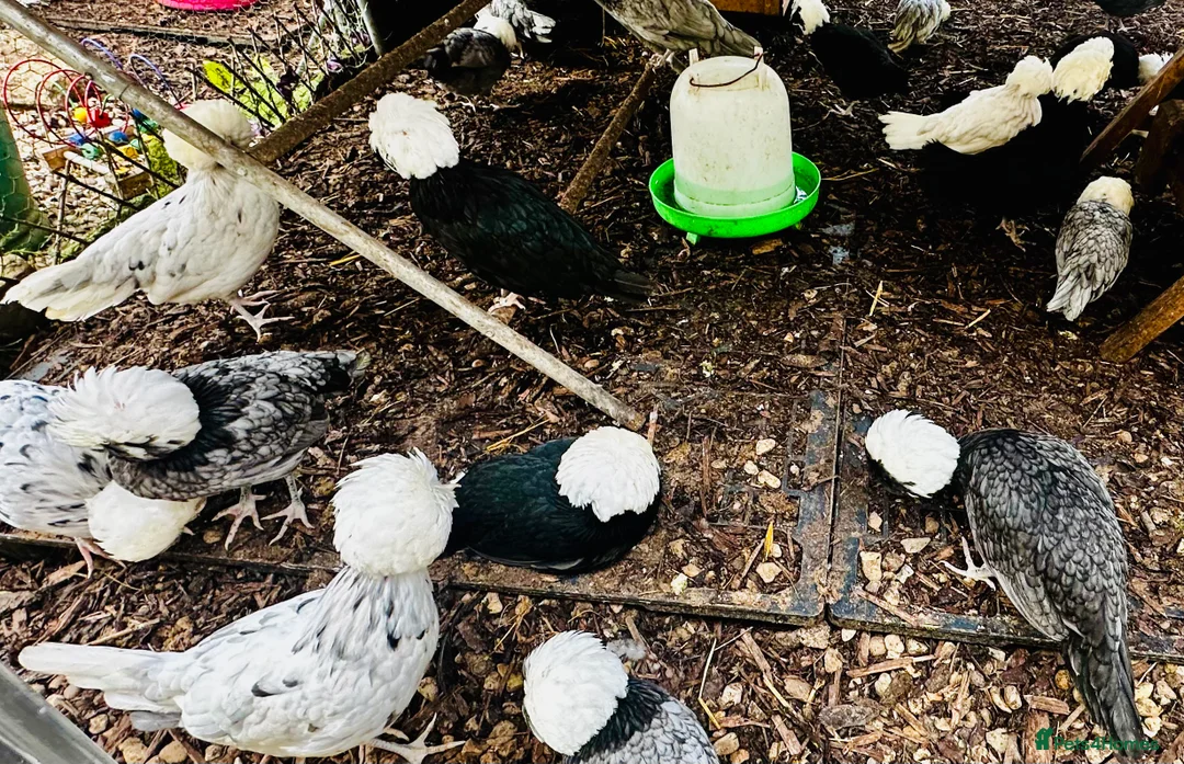 Chickens poultry for sale: Polish Hens - POINT OF LAY - Advert 1