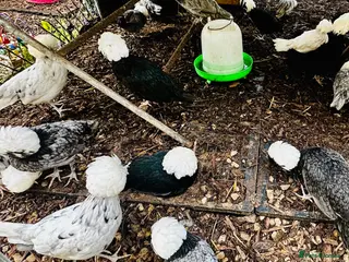 Chickens poultry for sale: Polish Hens - POINT OF LAY - Advert 2