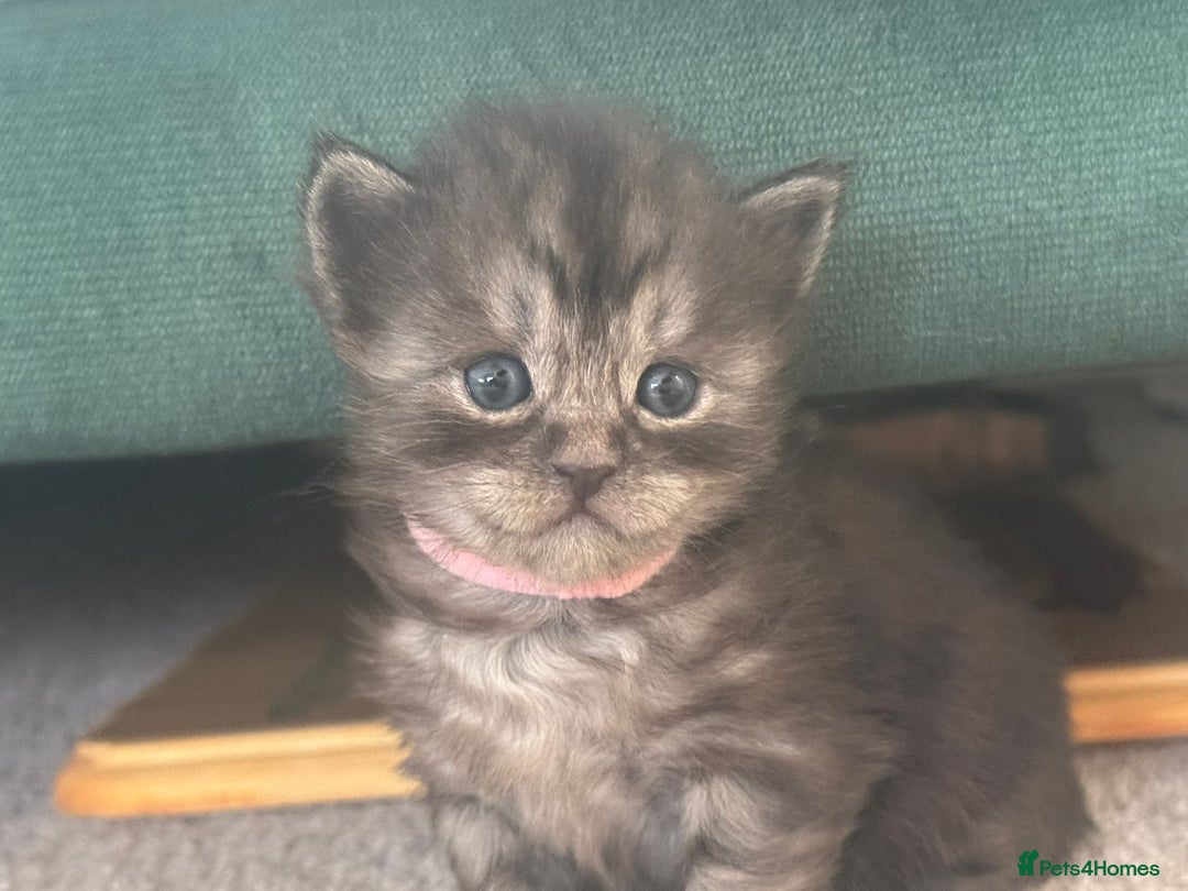 Ragcoon cats for sale: BEAUTIFUL RAGCOONS - Advert 9