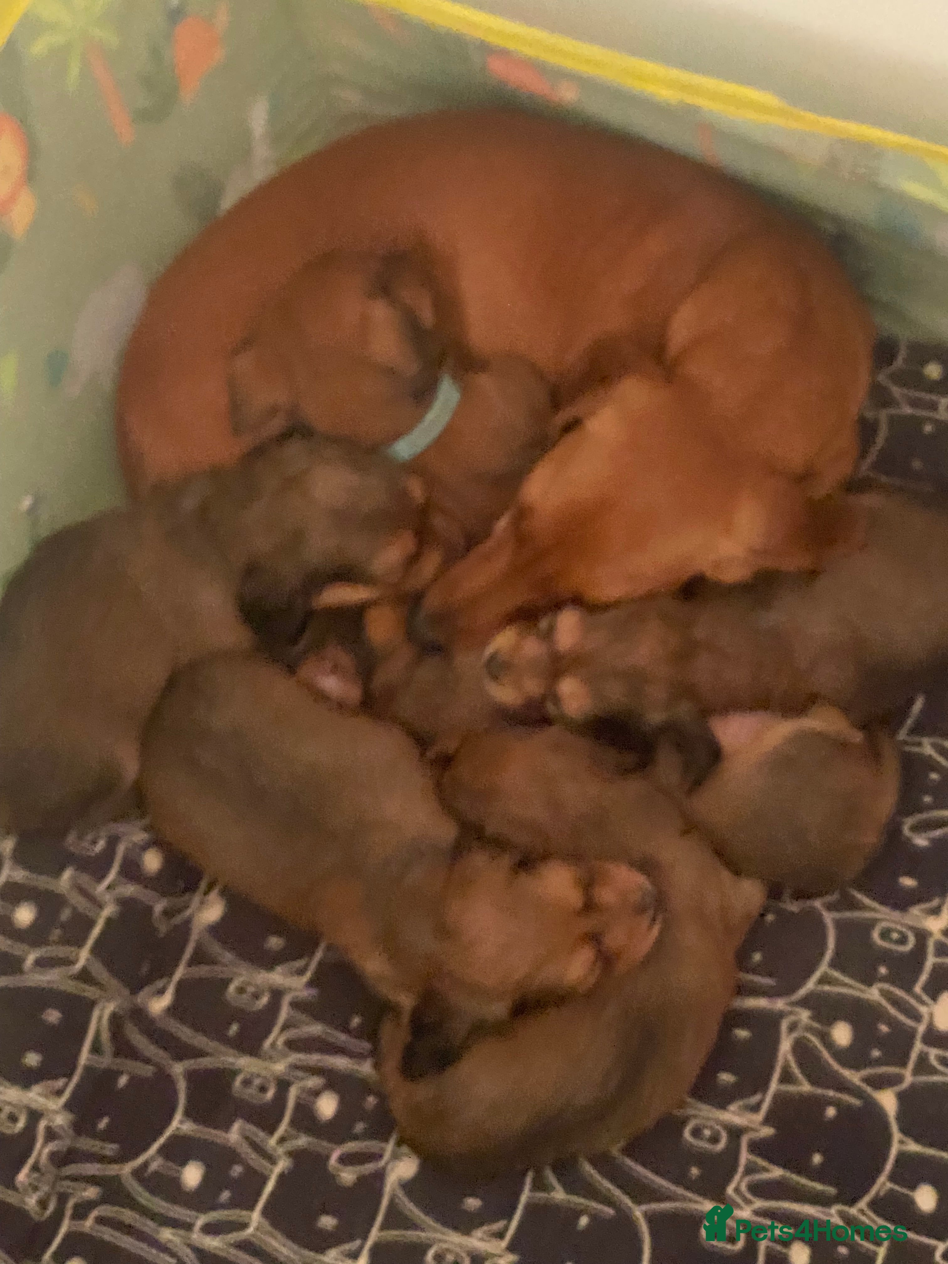 Miniature Dachshund dogs 5 miniature Dachshund puppies in Doncaster - Advert 12