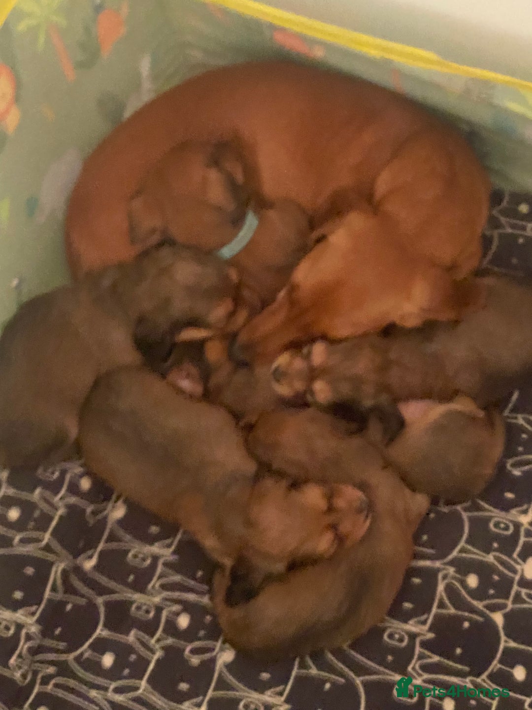 Miniature Dachshund dogs for sale: 5 miniature Dachshund puppies in Doncaster - Advert 1
