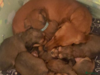 Miniature Dachshund dogs 5 miniature Dachshund puppies in Doncaster - Advert 10