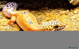 Leopard Gecko reptiles for sale: Beautiful Tangerine Leopard Gecko - Image 1