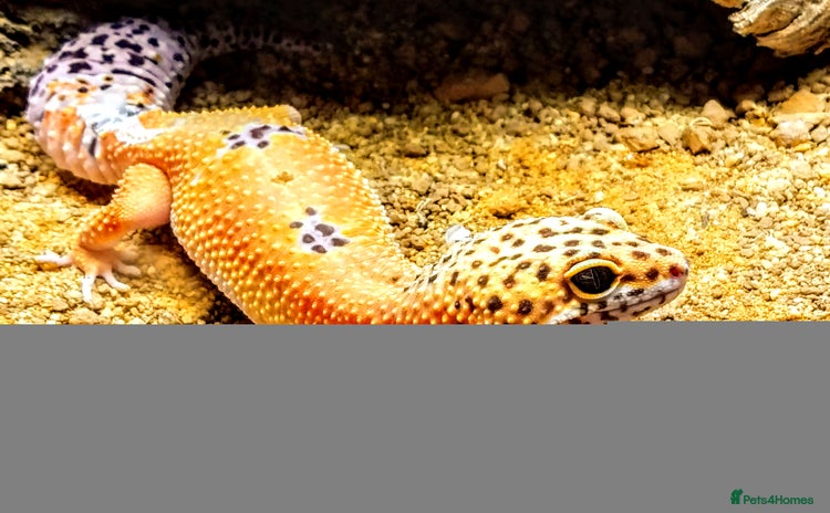 Leopard Gecko reptiles - Advert 1