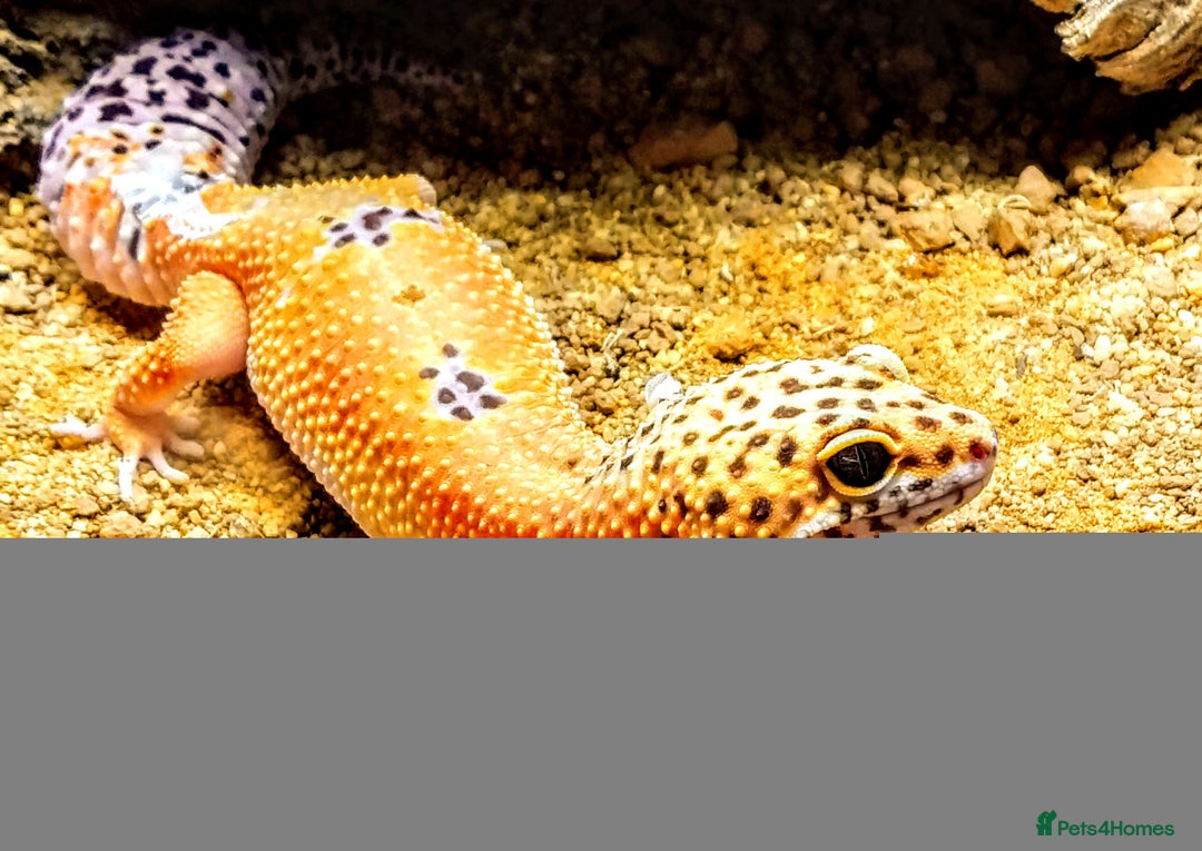 Leopard Gecko reptiles for sale: Beautiful Tangerine Leopard Gecko - Image 1