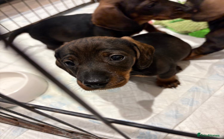 Dachshund dogs - Advert 2
