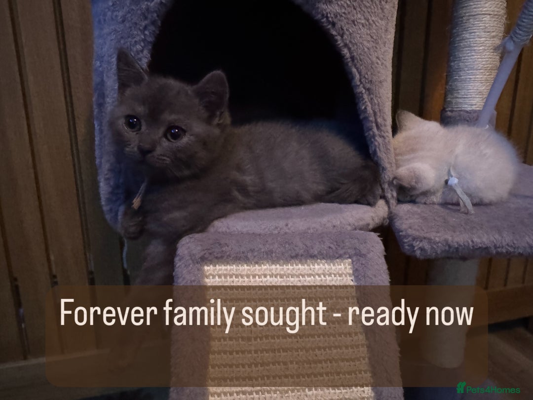 British Shorthair cats for sale:  British shorthair colourpoint pedigree kittens  - Image 27