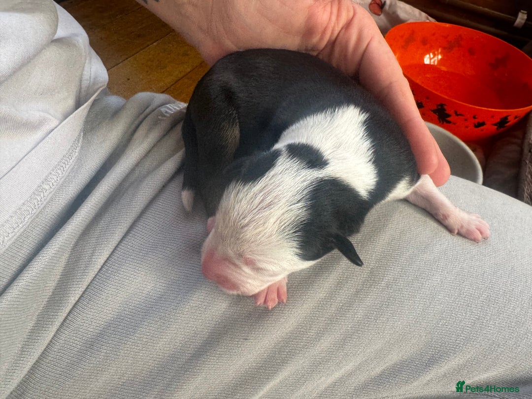 Mixed Breed dogs for sale: Pups for sale  - Image 17