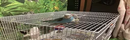 Budgerigars birds for sale: Hand-Tamed Budgerigar for sale in Oldham - Advert 15