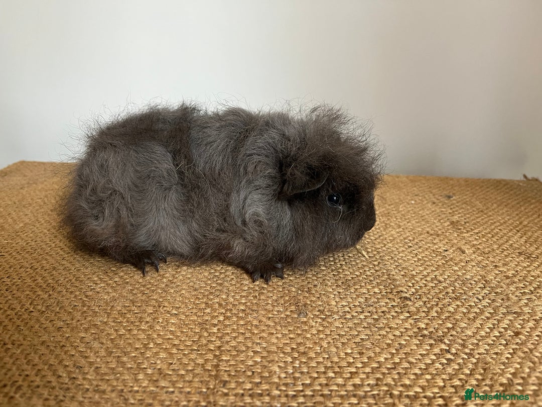 Guinea Pig rodents for sale: Swiss Guineapigs  - Image 2