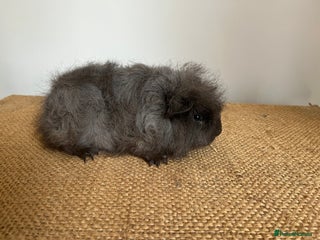 Guinea Pig rodents - Advert 19