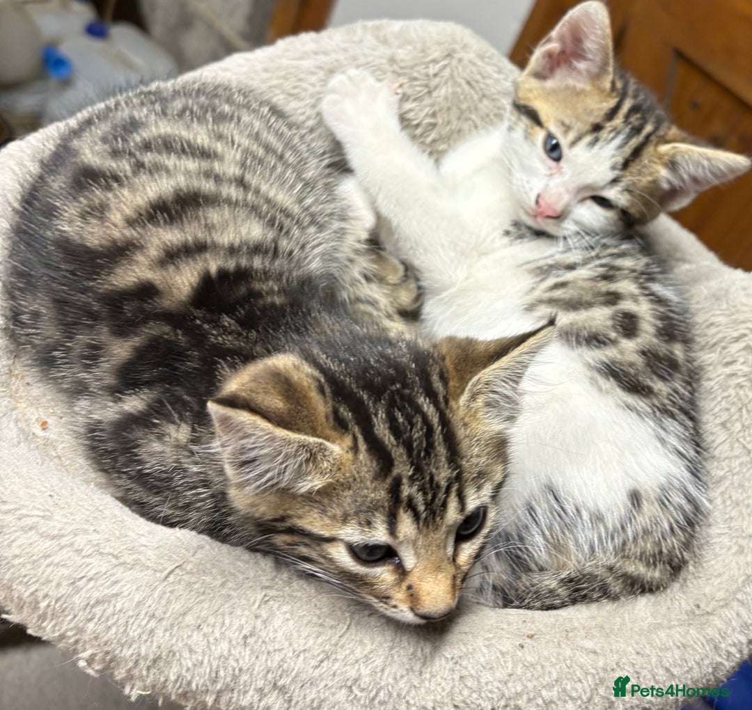 Bengal cats for sale: Stunning Bengal Kittens - Image 6