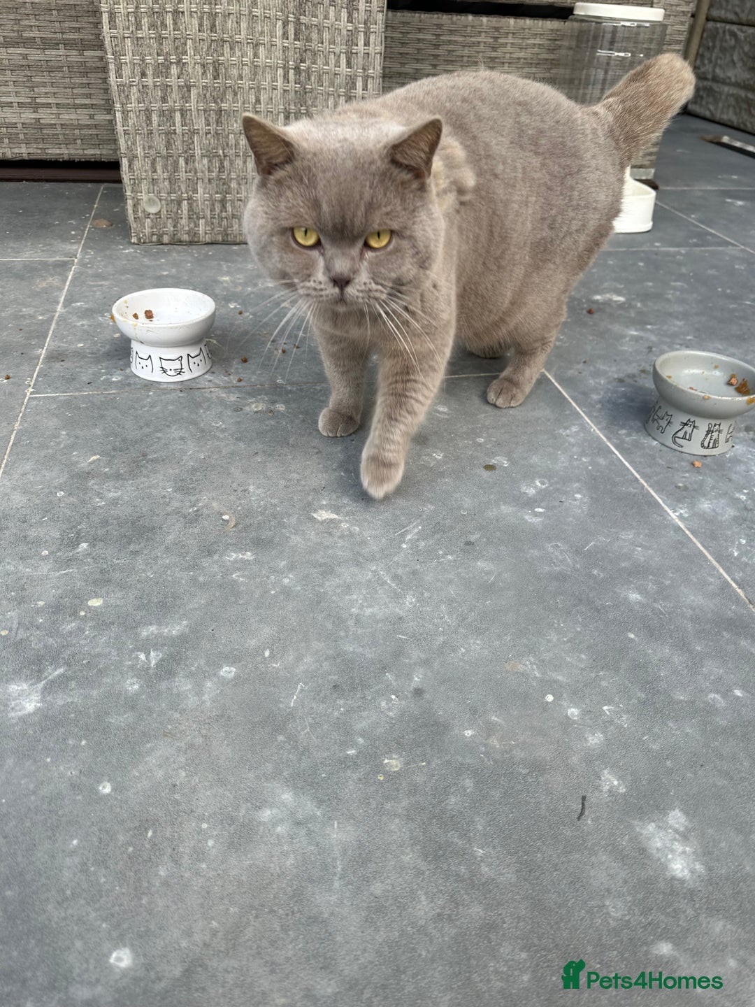 British Shorthair cats for sale: Two Male British Shorthair Free to the right hom - Advert 5