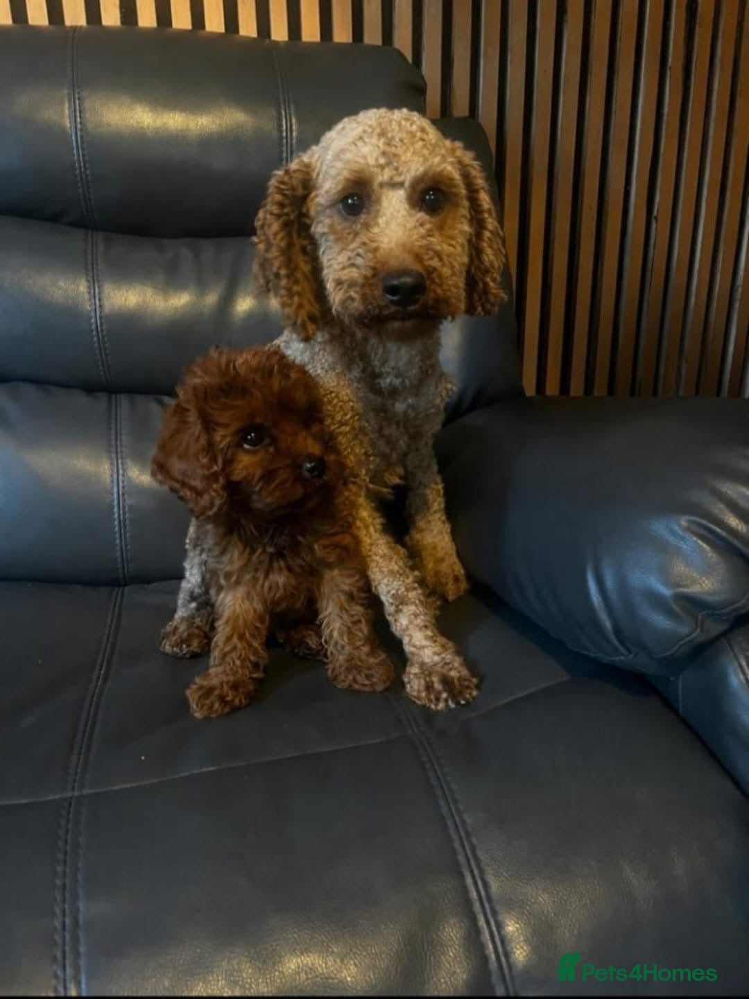 Cavapoo dogs Beautiful Cavapoo girl  - Advert 2
