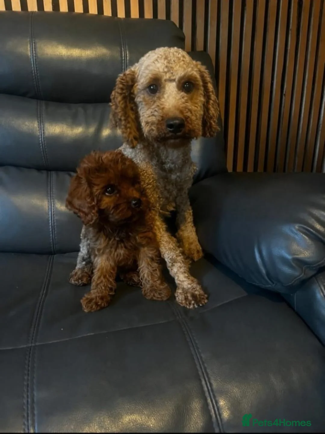 Cavapoo dogs for sale: Beautiful Cavapoo girl  in Milton Keynes - Advert 2