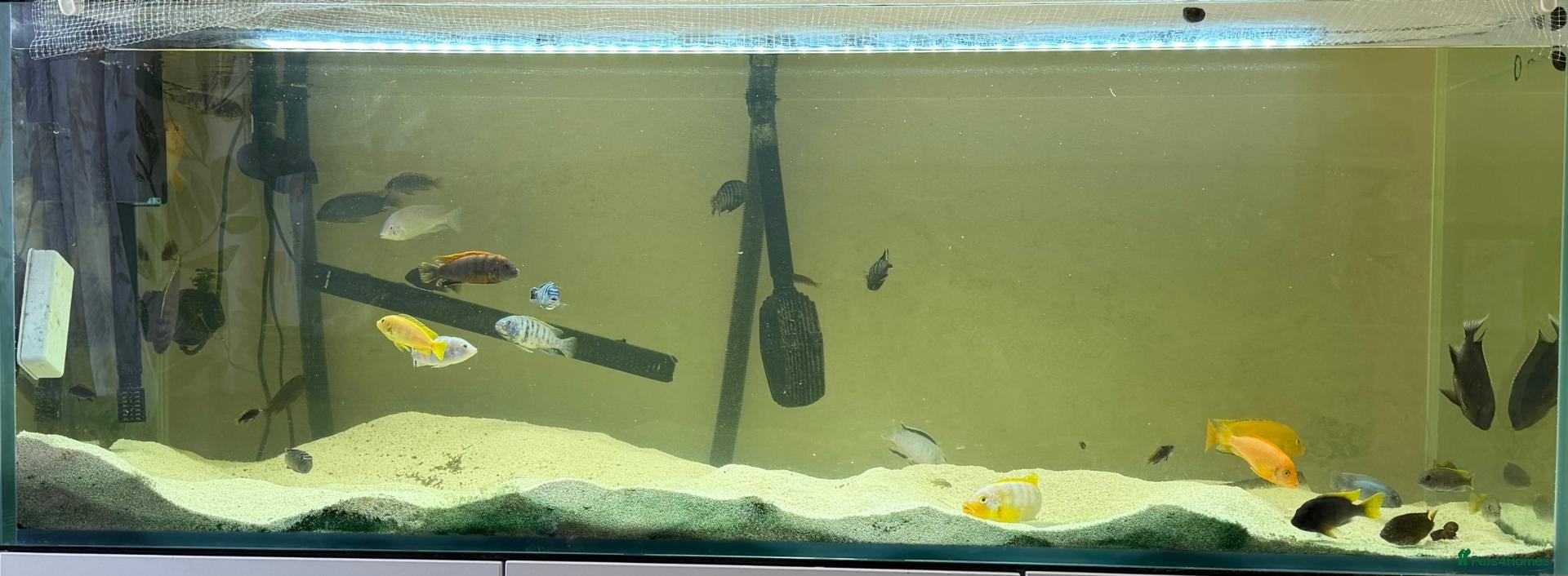 Cichlids fish Mbunas for sale - Advert 2