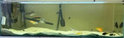 Cichlids fish for sale: Mbunas for sale in Glastonbury - Advert 1