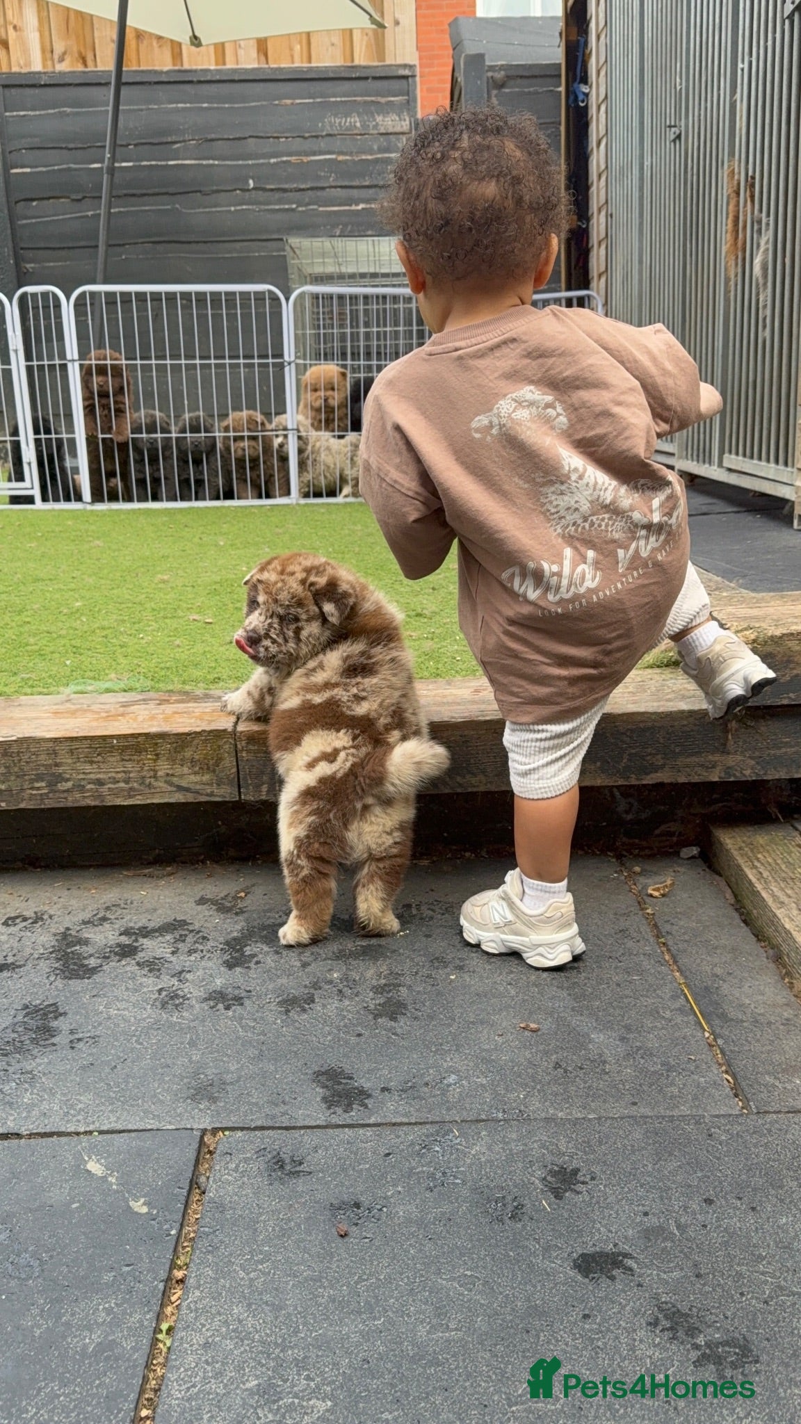 Chow Chow dogs Chow chows - Advert 16