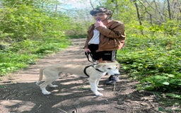 Mixed Breed dogs for sale: Greyhound cross border collie  - Image 3