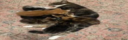 Mixed Breed cats for sale: Kittens - Advert 34