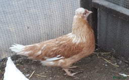 Chickens poultry for sale: Blue/olive egg layers pullets  - Advert 3