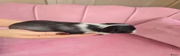 Chinese Crested dogs for sale: ✨🐾 EXQUISITE & RARE CHINESE CRESTED PUPPIES 🐾✨ - Advert 21