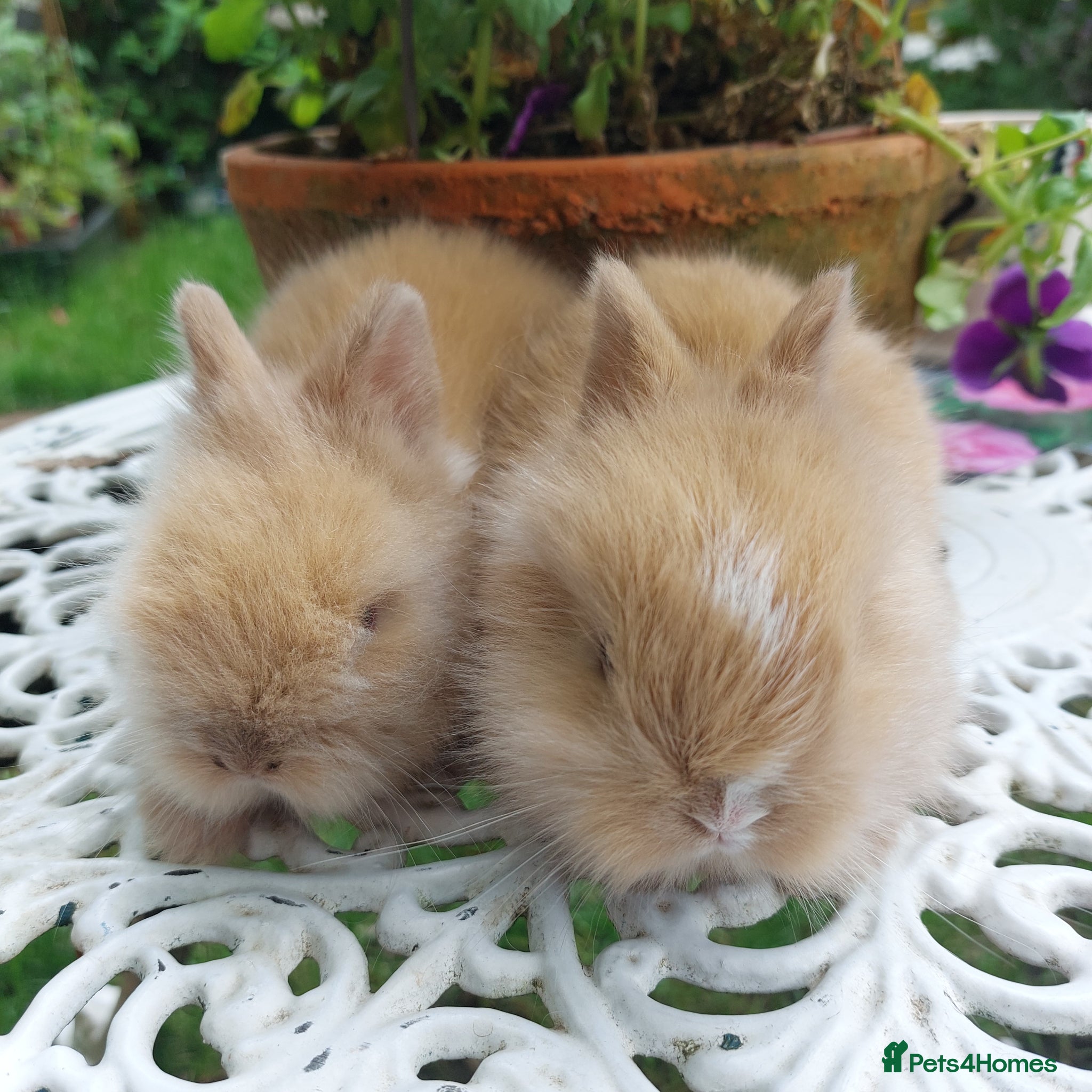 Netherland Dwarf rabbits NEATHERLAND DWARF BABIES  - Advert 2