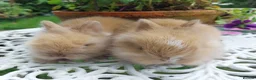 Netherland Dwarf rabbits for sale: NEATHERLAND DWARF x BABIES  - Advert 17