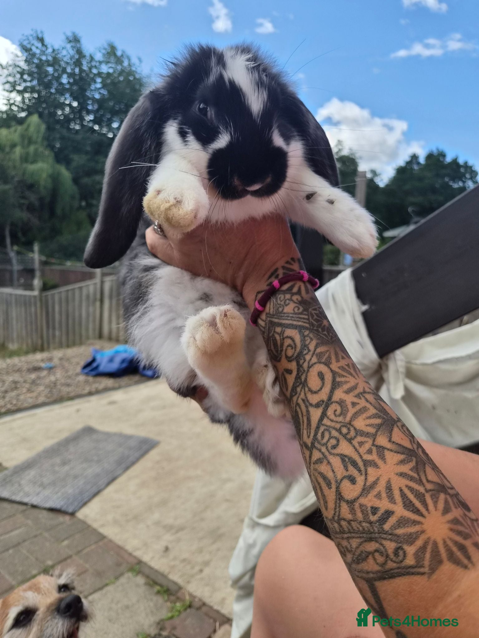 French Lop rabbits beautiful show quality french lops can leave now  - Advert 2