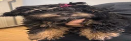 Shihpoo dogs for sale: Adorable F1B Shihpoo puppies ready 9/8/26 🧸🤎🐾 - Advert 6